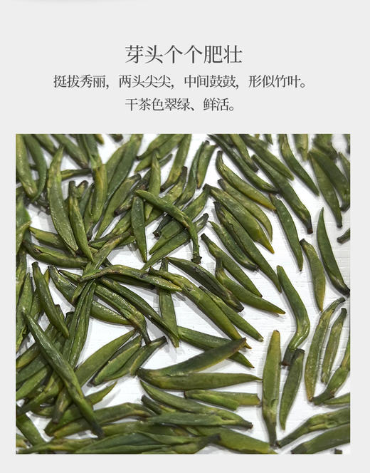 竹叶青50克 蒙山顶上产 2025年头采 商品图2