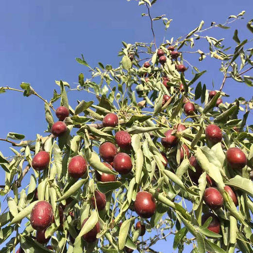 【新疆有机灰枣】昆仑山雪水灌溉，产地选取新疆北纬36°，有机农场 +无污染！树上自然吊干红枣 原生态 肉厚核小500g袋 商品图1