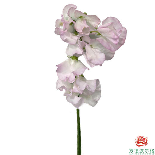 香豌豆 粉白双色 商品图1