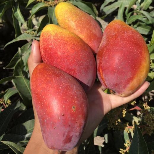 【暴甜多汁❗️新鲜大贵妃芒】美味与颜值并存，爽滑的口感，细嫩的果肉， 味浓鮮美，爆甜多汁口口大满足，节送礼水果礼L 商品图1