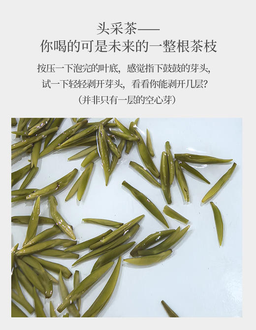 竹叶青50克 蒙山顶上产 2025年头采 商品图5