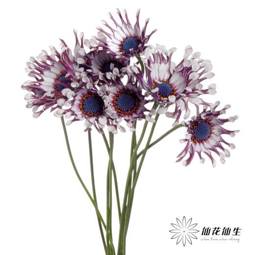 小菊 | 蓝目菊 商品图5