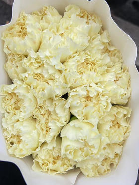 国产花材-【康乃馨】奶油色