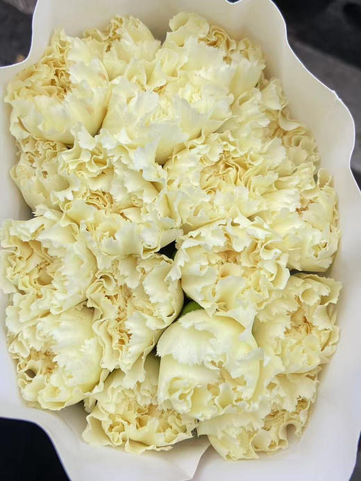 国产花材-【康乃馨】奶油色 商品图0