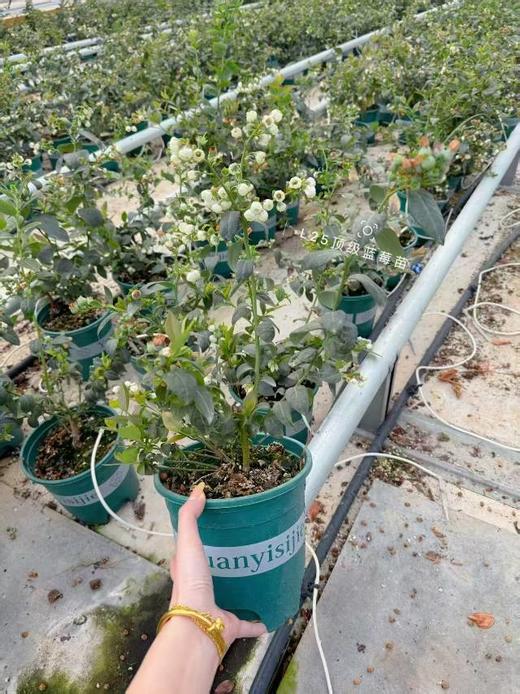 蓝莓苗一盆（补单） 商品图2