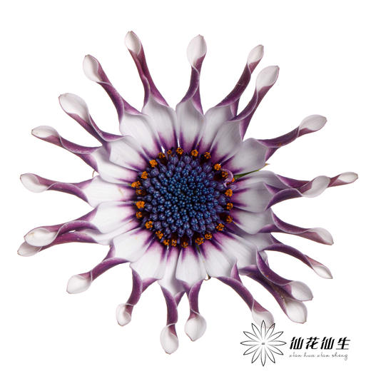 小菊 | 蓝目菊 商品图3