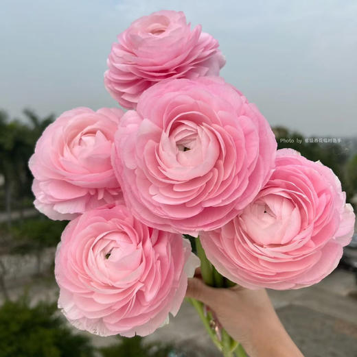 樱花粉洋牡丹 商品图0