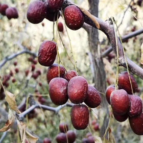 【新疆有机灰枣】昆仑山雪水灌溉，产地选取新疆北纬36°，有机农场 +无污染！树上自然吊干红枣 原生态 肉厚核小500g袋