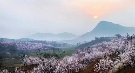 洛阳牡丹+太行春色（太行大峡谷、挂壁公路、王莽岭、八里沟）7天摄影团 商品图8