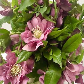 配花 | 兔葵重瓣红色