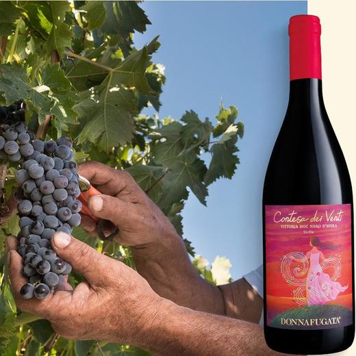 多娜佳塔风之吻红葡萄酒 Donnafugata Contesa dei Venti 商品图2