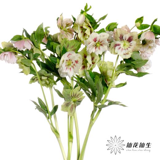 配花 | 兔葵重瓣粉色 商品图1