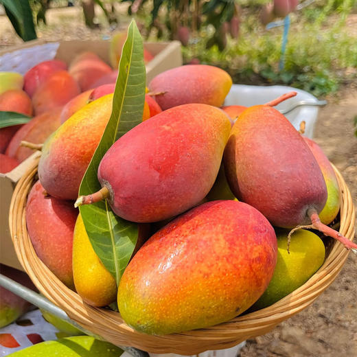 【香甜多汁】贵妃芒 1000g/份 商品图0