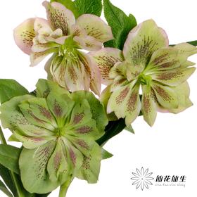 配花 | 兔葵重瓣粉色