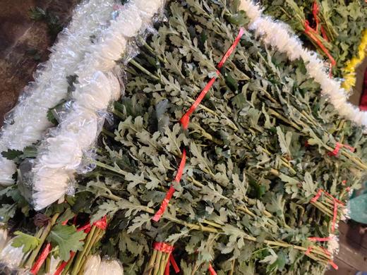 广州黄白菊花批发50扎起发货运费到付（批发） 商品图6
