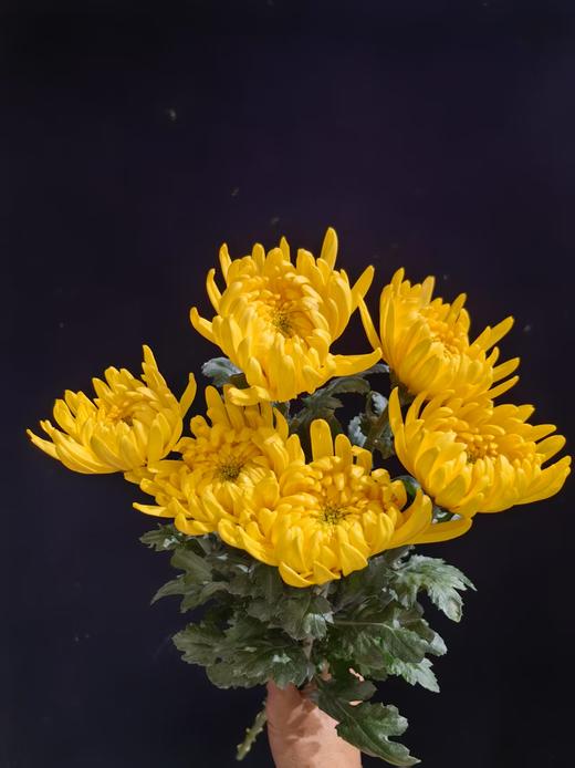 广州黄白菊花批发50扎起发货运费到付（批发） 商品图4