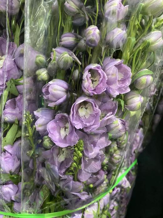 配花 | 大飞燕重瓣粉紫 商品图0