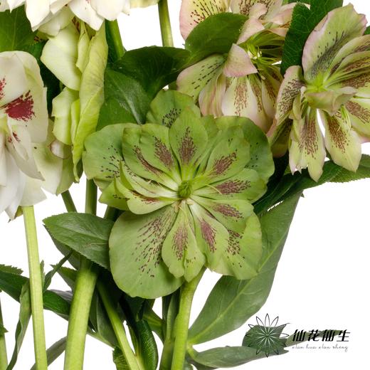 配花 | 兔葵重瓣粉色 商品图5