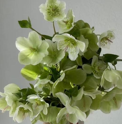 配花  | 兔葵绿色 商品图0