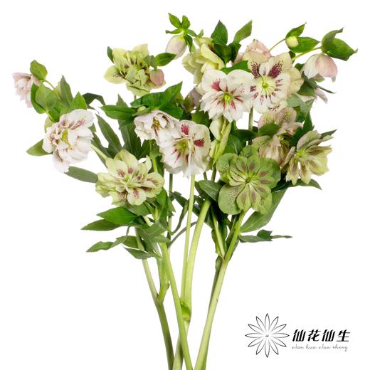 配花 | 兔葵重瓣粉色 商品图3