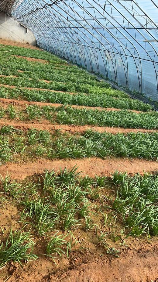 鸿翠园 有机韭菜 商品图6