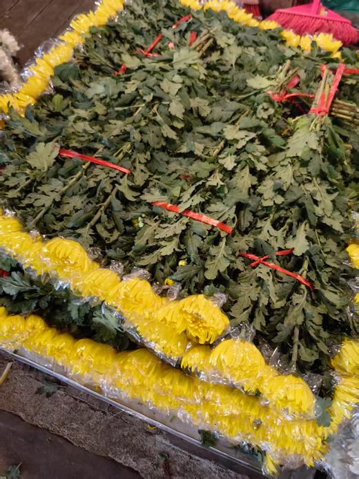 广州黄白菊花批发50扎起发货运费到付（批发） 商品图8