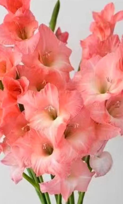 剑兰｜阳光粉 商品图0