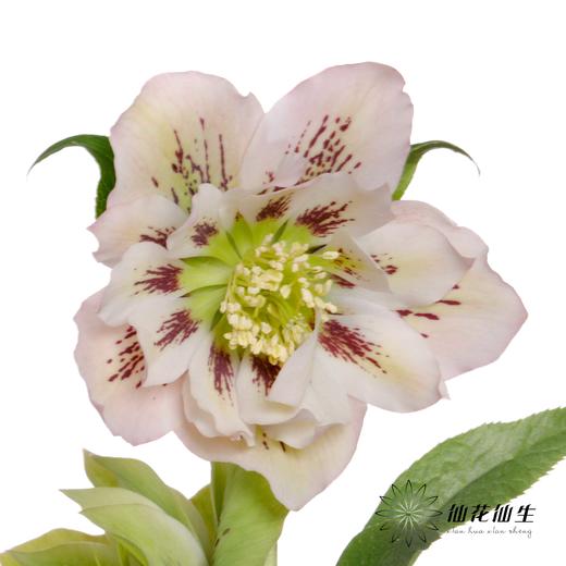 配花 | 兔葵重瓣粉色 商品图4