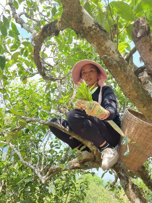 2025春茶千元档 商品图1