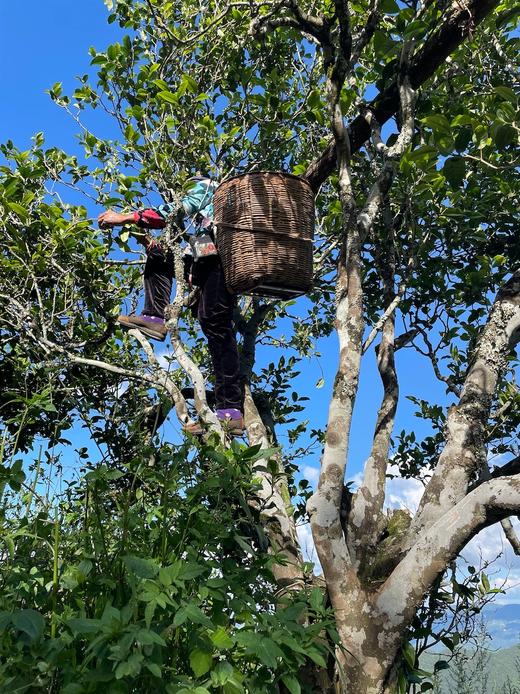 2025春茶千元档 商品图2