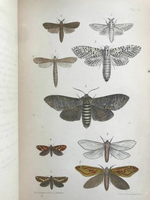 含藏书票！1872年 英国蛾类自然史（全4卷） 132页套色版画插图 漆布精装16开 商品图10