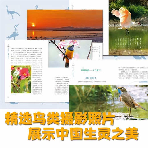 听见故乡：鹮莺啼处记乡愁 商品图1