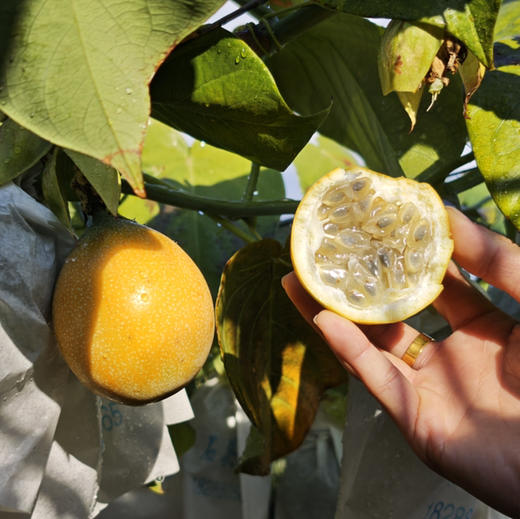 云南西双版纳  特级热情果一件10个  礼盒装 脆甜清爽 纯甜  嘎嘣脆 商品图10