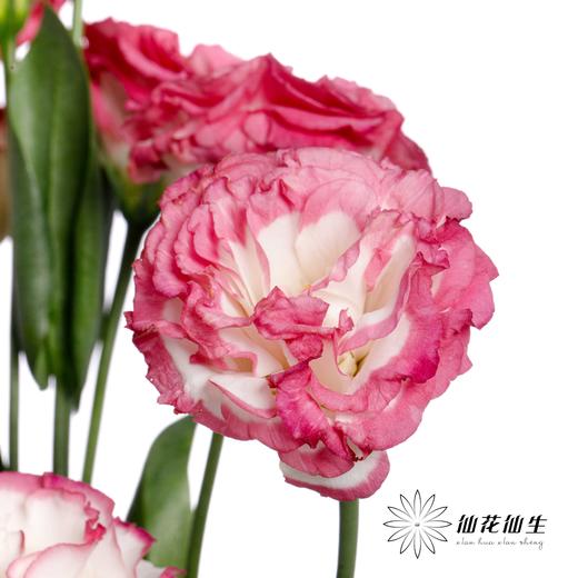 洋桔梗 | 粉边 商品图2