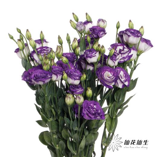 洋桔梗 | 紫边 商品图2