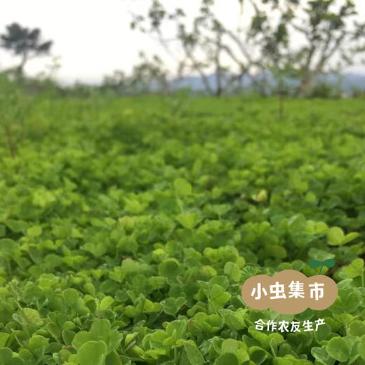 生态青皮无花果干 86g /罐 | 合作农友生产，产自山东威海，生产者：刘树杰 ＆【公平贸易农人定价】 商品图9