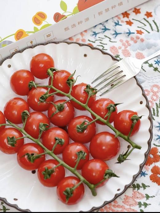 【BF】串串红番茄一盒约450g 商品图0