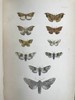 含藏书票！1872年 英国蛾类自然史（全4卷） 132页套色版画插图 漆布精装16开 商品缩略图13