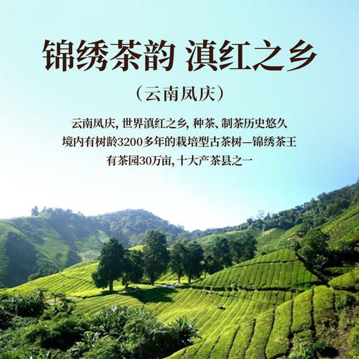 正山堂 特级滇红茶金风玉露 骏眉中国云南茶叶自己喝送礼140克 商品图2