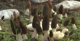 “菌”香四溢 撑起乡村振兴“致富伞”