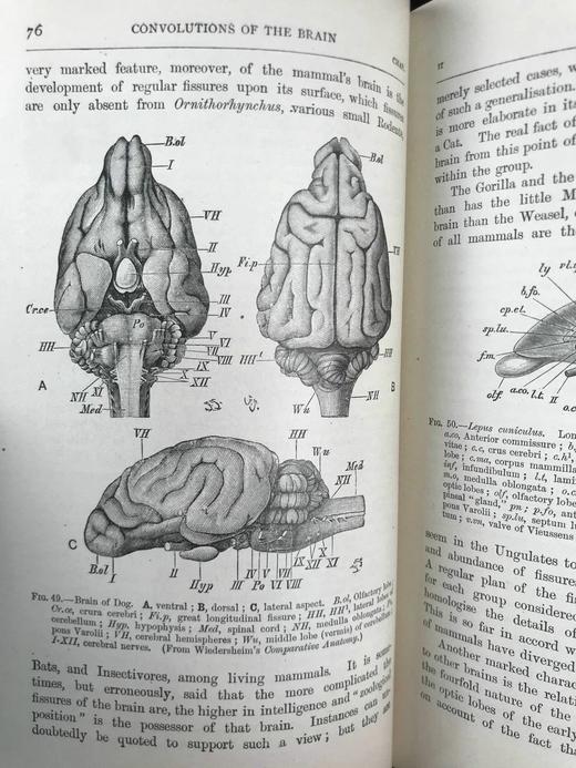 1920年 哺乳动物图鉴 数百幅插图 真皮精装大32开 商品图12