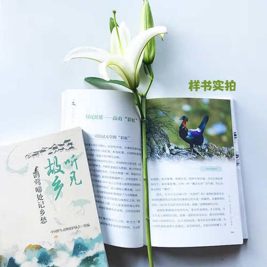 听见故乡：鹮莺啼处记乡愁 商品图3