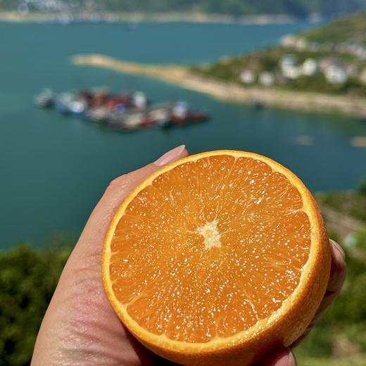 【果蔬精选】湖北秭归伦晚脐橙 享有“橙中皇后”的美誉 树上自然熟不打蜡 晚熟脐橙 果园新鲜采摘 香甜多汁 脆嫩可口 吃完汁水满手留香 商品图5