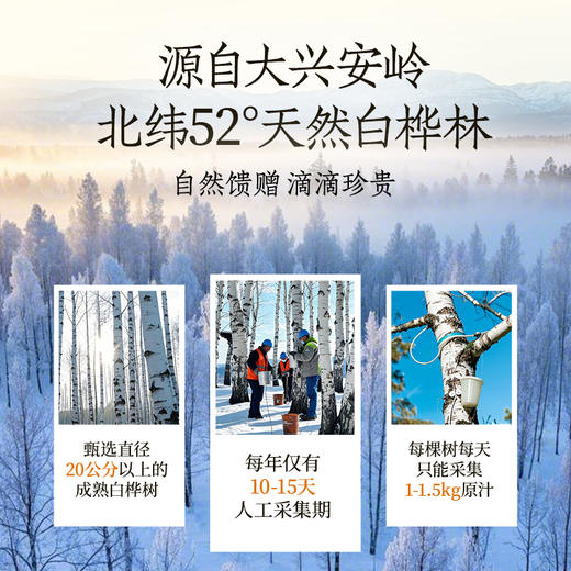 轻上白桦树乌龙茶无糖茶饮品原茶真萃健康清爽400ml 商品图3
