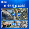 双效肽肥可肥水 可代替饲料 生物饵料 补充碳源 平衡藻相 肥水肥鱼 商品缩略图3