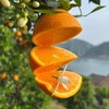 【果蔬精选】湖北秭归伦晚脐橙 享有“橙中皇后”的美誉 树上自然熟不打蜡 晚熟脐橙 果园新鲜采摘 香甜多汁 脆嫩可口 吃完汁水满手留香 商品缩略图3