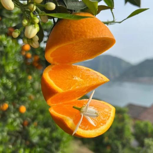 【果蔬精选】湖北秭归伦晚脐橙 享有“橙中皇后”的美誉 树上自然熟不打蜡 晚熟脐橙 果园新鲜采摘 香甜多汁 脆嫩可口 吃完汁水满手留香 商品图3