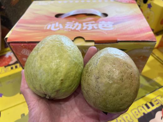 周二取货：【心动奶油芭乐】一箱毛重3斤左右，香甜，软糯，丝滑。 商品图2
