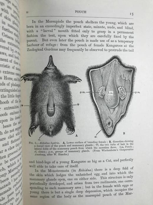 1920年 哺乳动物图鉴 数百幅插图 真皮精装大32开 商品图14