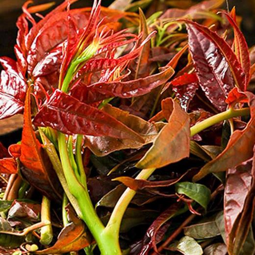 椿芽 约100g/盒 香椿 商品图1